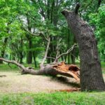 When Is Tree Removal Necessary?