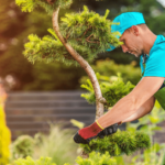 The Best Practices for Tree Services in Residential Areas