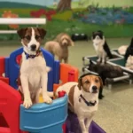 What Makes Dog Daycare Special?
